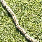 Dangers on the golf course: Processionary caterpillars
